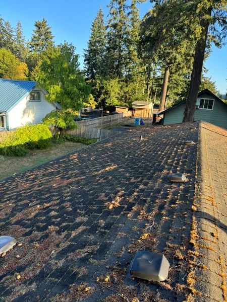 Moss Removal Myths That Could Be Shortening Your Roof’s Lifespan