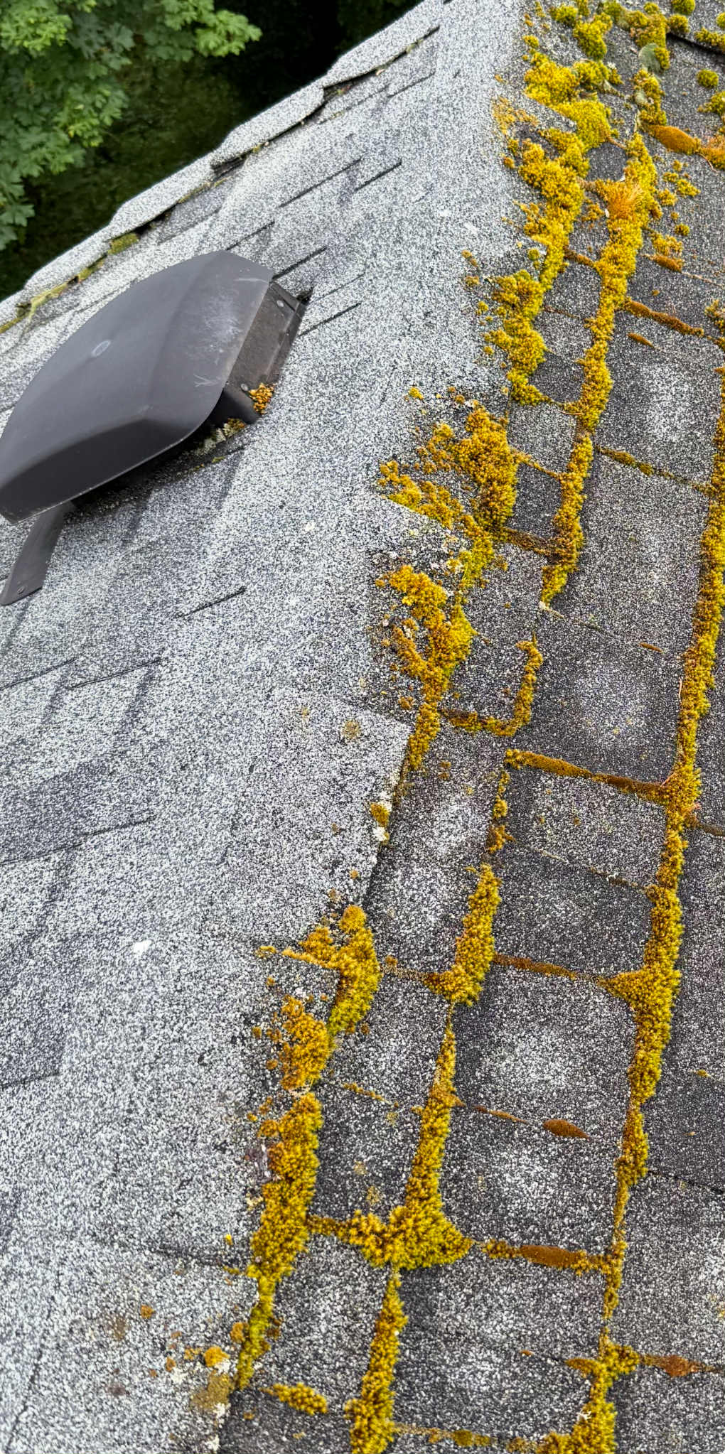 Asphalt Shingle Ridge Cap Maintenance & Roof Cleaning in Vancouver, WA